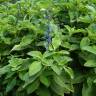 Fotografia 12 da espécie Plectranthus barbatus do Jardim Botânico UTAD