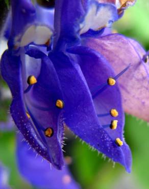 Fotografia 13 da espécie Plectranthus barbatus no Jardim Botânico UTAD