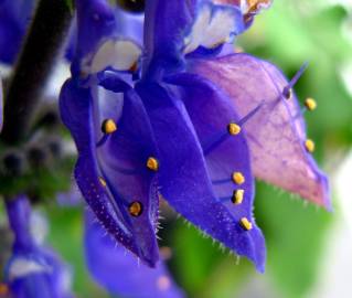 Fotografia da espécie Plectranthus barbatus