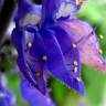 Fotografia 13 da espécie Plectranthus barbatus do Jardim Botânico UTAD