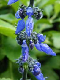 Fotografia da espécie Plectranthus barbatus