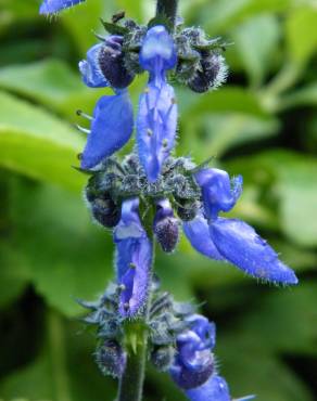 Fotografia 14 da espécie Plectranthus barbatus no Jardim Botânico UTAD