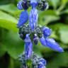 Fotografia 14 da espécie Plectranthus barbatus do Jardim Botânico UTAD