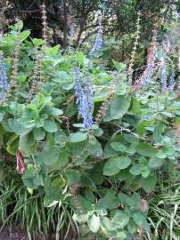 Fotografia da espécie Plectranthus barbatus