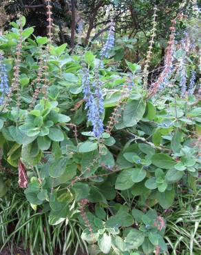 Fotografia 15 da espécie Plectranthus barbatus no Jardim Botânico UTAD