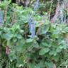 Fotografia 15 da espécie Plectranthus barbatus do Jardim Botânico UTAD