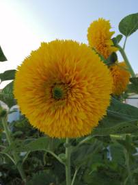 Fotografia da espécie Helianthus annuus