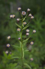 Fotografia da espécie Erigeron acris