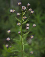 Erigeron acris