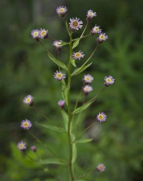 Fotografia 1 da espécie Erigeron acris no Jardim Botânico UTAD