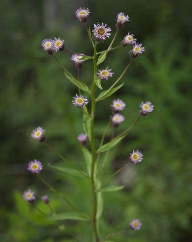 Fotografia de capa Erigeron acris - do Jardim Botânico