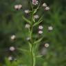 Fotografia 1 da espécie Erigeron acris do Jardim Botânico UTAD