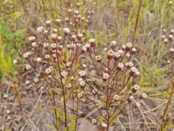 Fotografia da espécie Erigeron acris