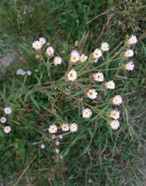 Fotografia 4 da espécie Erigeron acris no Jardim Botânico UTAD