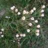 Fotografia 4 da espécie Erigeron acris do Jardim Botânico UTAD