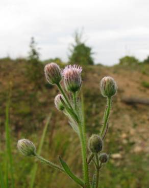 Fotografia 5 da espécie Erigeron acris no Jardim Botânico UTAD