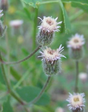 Fotografia 6 da espécie Erigeron acris no Jardim Botânico UTAD