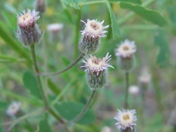 Fotografia da espécie Erigeron acris