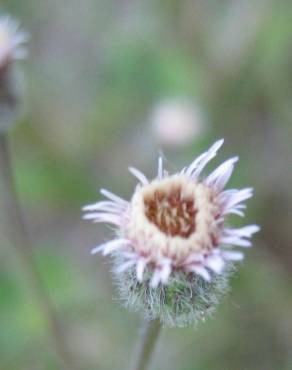 Fotografia 7 da espécie Erigeron acris no Jardim Botânico UTAD