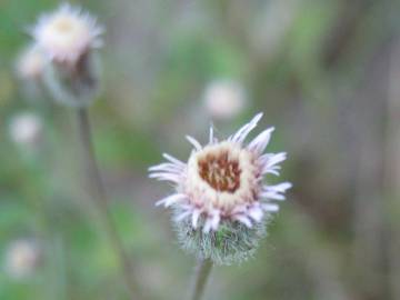 Fotografia da espécie Erigeron acris