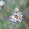 Fotografia 7 da espécie Erigeron acris do Jardim Botânico UTAD