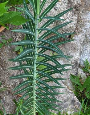 Fotografia 14 da espécie Euphorbia lathyris no Jardim Botânico UTAD