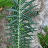 Fotografia 14 da espécie Euphorbia lathyris do Jardim Botânico UTAD