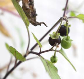 Fotografia da espécie Solanum nigrum