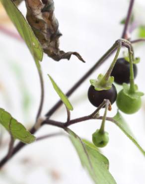 Fotografia 20 da espécie Solanum nigrum no Jardim Botânico UTAD