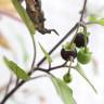 Fotografia 20 da espécie Solanum nigrum do Jardim Botânico UTAD