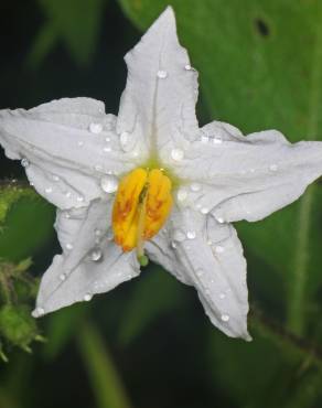 Fotografia 17 da espécie Solanum carolinense no Jardim Botânico UTAD