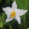 Fotografia 17 da espécie Solanum carolinense do Jardim Botânico UTAD