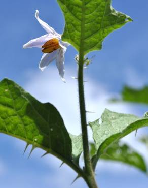 Fotografia 19 da espécie Solanum carolinense no Jardim Botânico UTAD