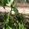 Fotografia 20 da espécie Solanum carolinense do Jardim Botânico UTAD