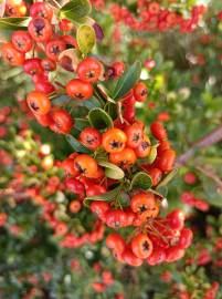 Fotografia da espécie Pyracantha coccinea