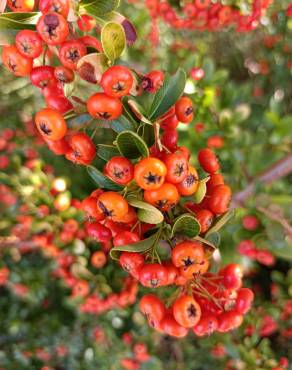 Fotografia 13 da espécie Pyracantha coccinea no Jardim Botânico UTAD