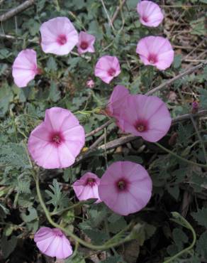 Fotografia 8 da espécie Convolvulus althaeoides no Jardim Botânico UTAD