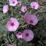 Fotografia 8 da espécie Convolvulus althaeoides do Jardim Botânico UTAD