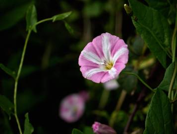 Fotografia da espécie Convolvulus althaeoides