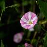 Fotografia 9 da espécie Convolvulus althaeoides do Jardim Botânico UTAD