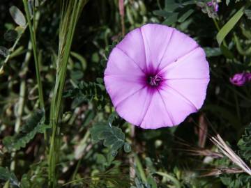 Fotografia da espécie Convolvulus althaeoides