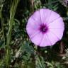 Fotografia 10 da espécie Convolvulus althaeoides do Jardim Botânico UTAD