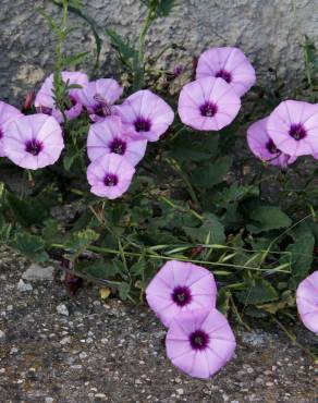 Fotografia 11 da espécie Convolvulus althaeoides no Jardim Botânico UTAD