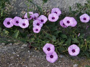 Fotografia da espécie Convolvulus althaeoides