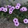 Fotografia 11 da espécie Convolvulus althaeoides do Jardim Botânico UTAD