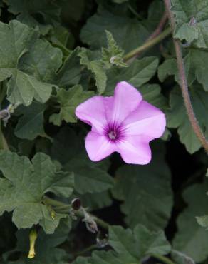 Fotografia 12 da espécie Convolvulus althaeoides no Jardim Botânico UTAD