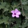 Fotografia 12 da espécie Convolvulus althaeoides do Jardim Botânico UTAD