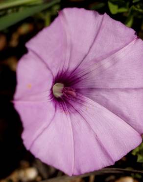 Fotografia 14 da espécie Convolvulus althaeoides no Jardim Botânico UTAD