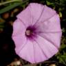 Fotografia 14 da espécie Convolvulus althaeoides do Jardim Botânico UTAD