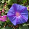 Fotografia 13 da espécie Ipomoea indica do Jardim Botânico UTAD